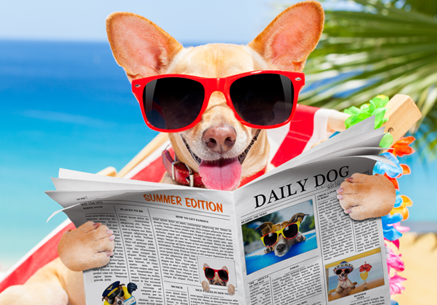 Chihuahua with sunglasses reading a newspaper